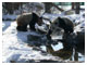 zoo de schönbrunn-panda