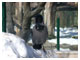 zoo de schönbrunn-pigeon
